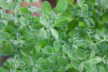 Home grown Marjoram in the garden