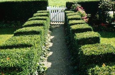 clipped buxus (box) hedging along cottage garden path june