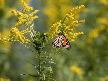 Monarch butterflies are attracted to goldenrod