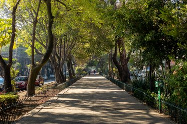 A tree-lined walkway in a city.