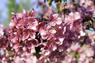 Blooming crabapple tree.