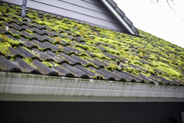 Moss On A Roof