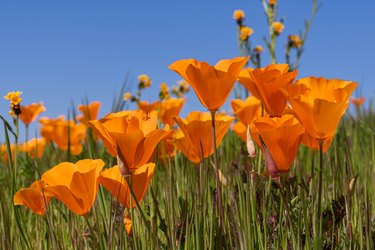 Low Angle Close-up of Blooming California Poppy Wildflowers
