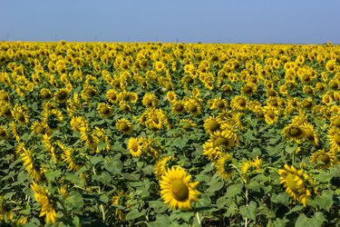 Field of sunflowers at midday in summer day