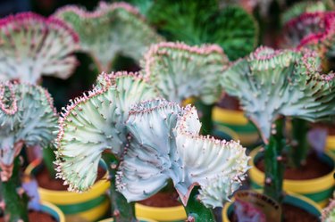 EUPHORBIA LACTEA CRISTATA GRAFTED VARIEGATED CACTUS