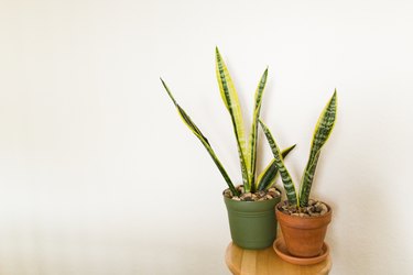 Snake Plant Houseplant 'Laurentii'