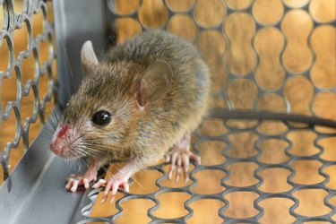 Mice trapped in a trap cage. Inside of rat traps.