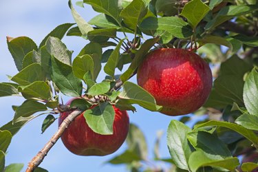 Honeycrisp Apples on Branch