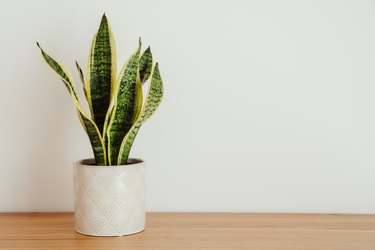 Sansevieria laurentii (Dracaena trifasciata, mother in law tongue, snake plant) against white background