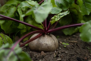Beet in the garden, close up
