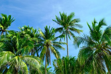 Coconut palm trees against blue sky .