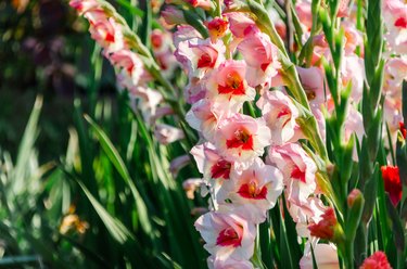 Gladiolus, beautiful flowers blooming in the garden. Pink with bright red spot in the center.