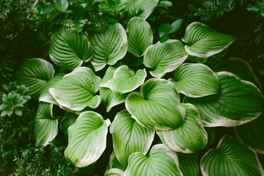 Hosta Growing in a Shade Garden