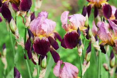 Flowers of  bearded iris (Iris germanica)