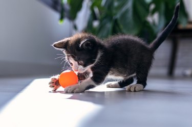 Tuxedo kitty playing with an orange ball.