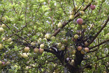 Plum tree