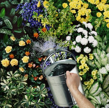 Man watering flowers, close-up of hand and watering can