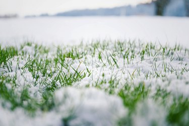 Green grass in snow, bush in background, Hello spring concept