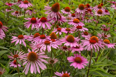 Echinacea purpurea 'Rubinstern'