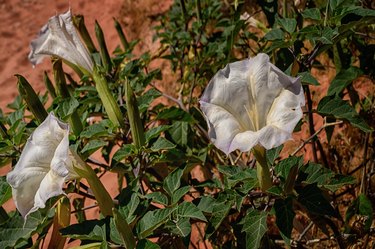 Three Datura Blossoms and Desert Red Soil
