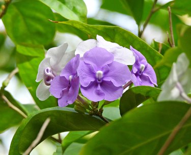Yesterday-Today- and-Tomorrow (Brunfelsia pauciflora) Flowers