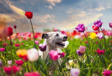 Cute gray terrier-type dog sitting among flowering tulips in spring.