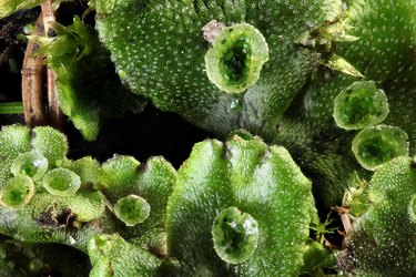 Common umbrella liverwort moss, Marchantia polymorpha