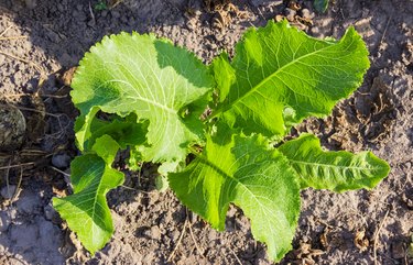 Top view of the horseradish leaves on background of soil