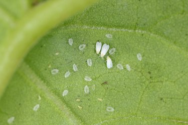 Cotton whitefly (Bemisia tabaci) adults and pupae on a cotton leaf underside.