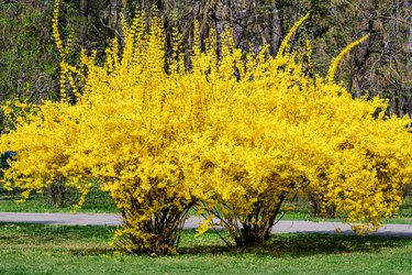 Large bush of yellow flowers of Forsythia plant also known as Easter tree, in a garden in a sunny spring day, floral background