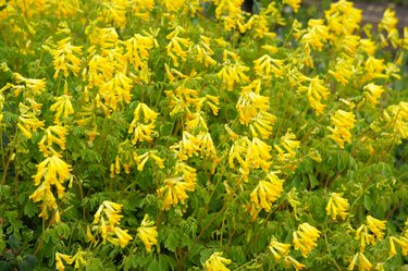 Corydalis lutea or rock fumewort yellow flowers