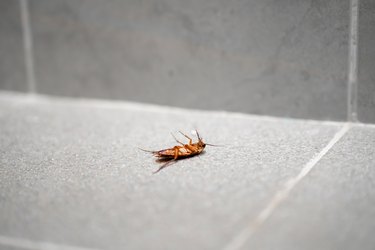 A huge cockroach on the floor. Insect pests in the house.