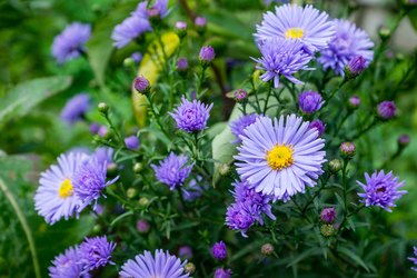 Aster flowers bloom in the garden