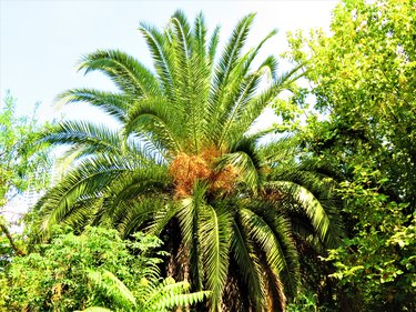 Syagrus romanzoffiana (queen palm) with fruits.