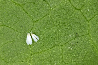 How to Get Rid of Moths in the Yard