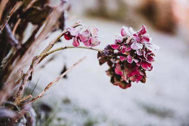 Hydrangea flower head pink colored covered with ice crystals. Frosty garden in the morning.