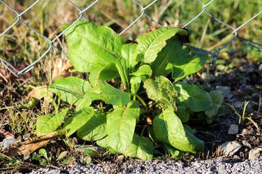 Broad-leaved dock or Rumex obtusifolius plants with long broad oval to lance shaped leaves growing next to wire fence