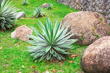 Yucca filamentosa with white veined leaves grows among rocks. Landscaping of a garden plot