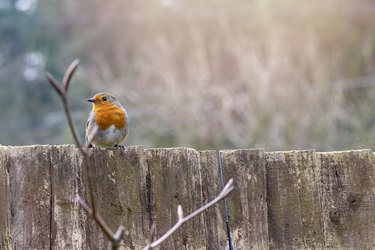 European robin garden bird perched on a wooden fence in soft sunshine.