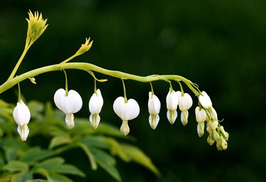 Dicentra Spectabilis Alba