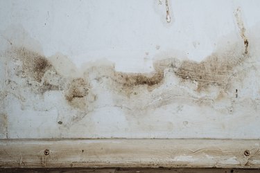 Closeup of a mold wall with fungus