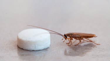The cockroach crawled to the bait in the form of pills and fall into the trap of sticking to the sticky surface.