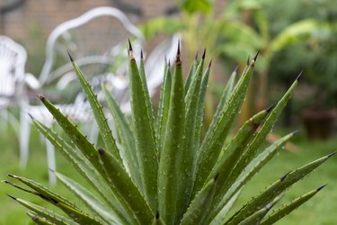 Green Agave with pointer sharp leaves