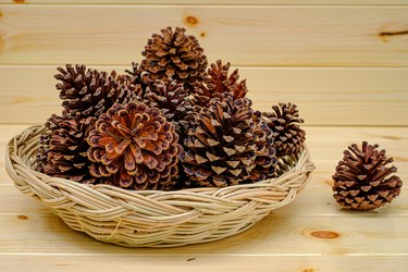 Dry pine cones in a basket on a wood table