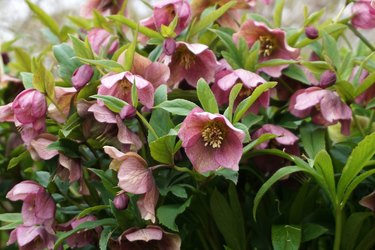 Hybrid Lenten Rose Bush in Bloom