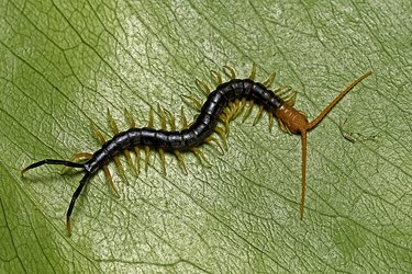 Scolopendra heros castaneiceps (Texas redheaded centipede, giant redheaded centipede)