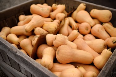 Fresh butternat squash pumpkins on agricultural farm at autumn.