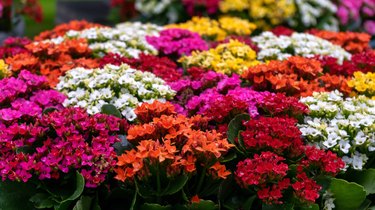 Kalanchoe Red-Orange