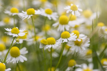 Beautiful chamomile flowers background