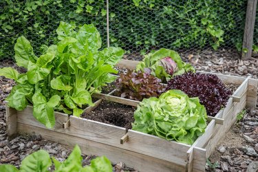 Wooden vegetable garden boxes